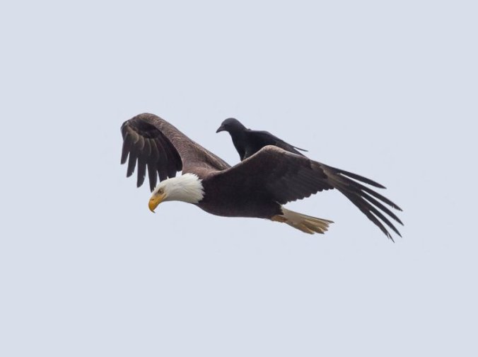 Eagle-and-Crow-1
